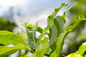 A Butterfly larvae eating plant.