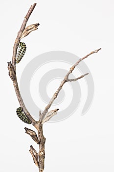 Butterfly larvae and pupae on branch