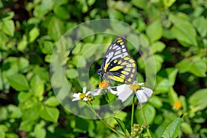 Butterfly larvae from the TaiwanPrioneris thestylis formosana Fruhstorfer, 1908