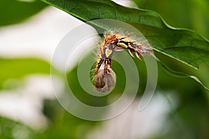 Butterfly larve hanging in leaf