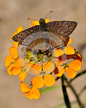 Butterfly, Lassen Volcanic National Park photo