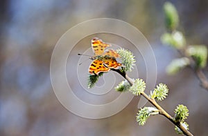 Butterfly (lat. Lepidoptera Linnaeus) photo