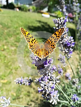 Butterfly on lavand