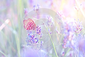 Butterfly on the lavender