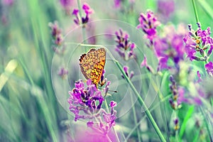 Butterfly on the lavender