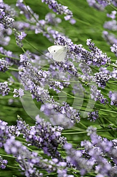 Butterfly and Lavender