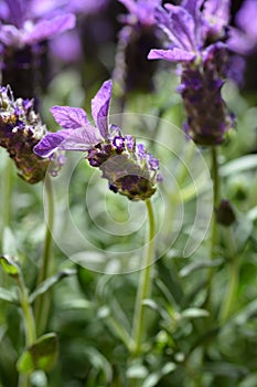 Butterfly lavender