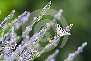 Butterfly on lavender