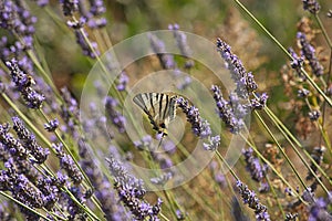 Butterfly lavender