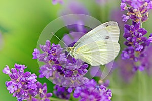 Butterfly on lavender photo