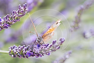 Butterfly in lavender