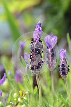 Butterfly lavender Avenue Bellevue