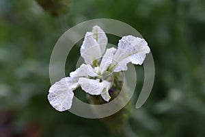 Butterfly lavender Ballerina