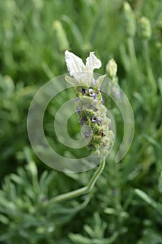 Butterfly lavender Ballerina