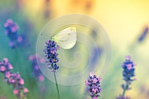 Butterfly on lavender photo