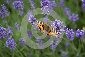 Small tortoiseshell - Aglais urticae - butterfly on violet lavender photo