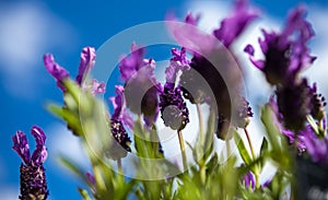 Butterfly lavender and blue sky background