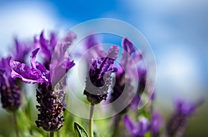 Butterfly lavender and blue sky background