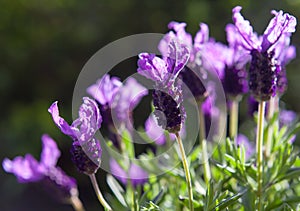 Butterfly lavender in bright sunlight Background