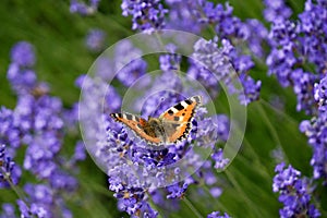 Butterfly on lavender