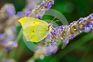 Butterfly on lavender close-up on a green background.Fragrant lavender and insects. Yellow butterfly on a purple flower