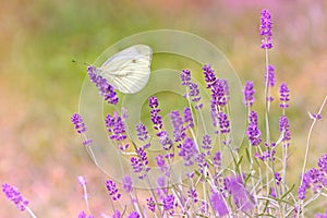 Butterfly on lavender -closeup