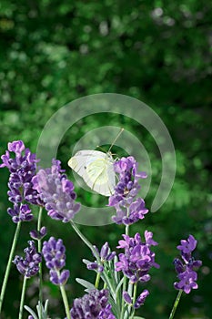 Butterfly lavender copy space background