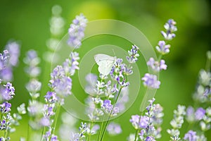 Butterfly in lavender field