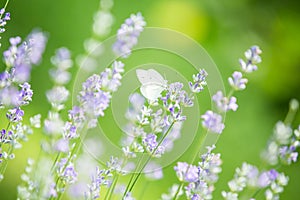 Butterfly in lavender field