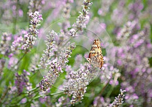 Butterfly on lavender field