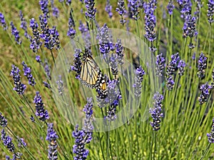 Butterfly in the lavender field