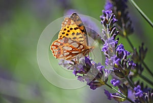 A butterfly on a lavender flower