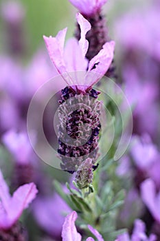 Butterfly lavender flowers
