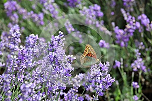 Butterfly on lavender flowers