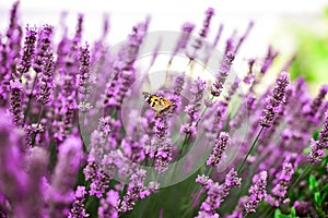 A butterfly between lavender flowers