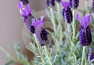 Butterfly lavender flowers in detail