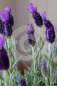 Butterfly lavender flowers in detail