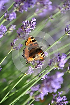 Butterfly on a lavender flowers