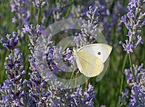 Butterfly on lavender flowers