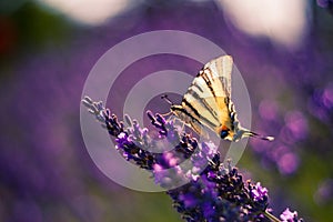 Butterfly on the Lavender in Garden