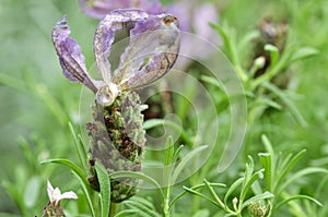 Butterfly lavender with green background