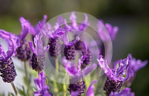 Butterfly lavender green Garden Background