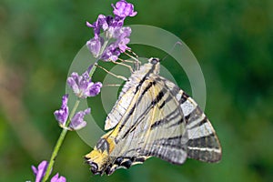 Butterfly, lavender, green, nature, flora, fauna