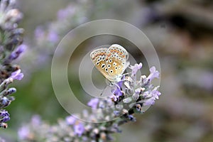 Butterfly on lavender