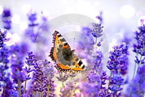 Butterfly on lavender, small tortoiseshell - Aglais urticae -  resting on beautiful flowering lavender with wings wide open