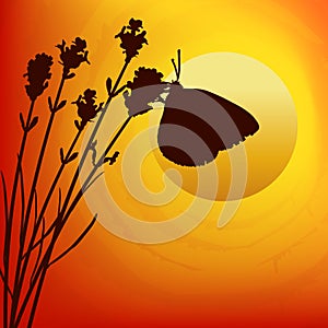 Butterfly and lavender. Sunset. Vector illustration.