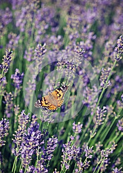 Butterfly lavender. Vintage retro hipster style version