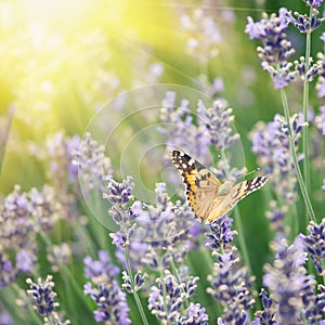 Butterfly and lavender. Vintage retro hipster style version