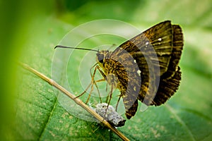 BUTTERFLY LAYING EGGS ON A LEAF