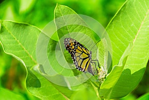 Butterfly laying eggs on milkweed